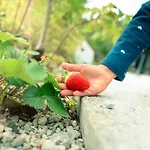 Garden Village Роскошный шатер Блед